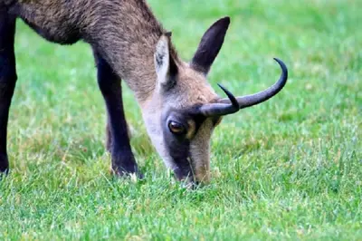 Animaux dans l'appartement ou à proximité