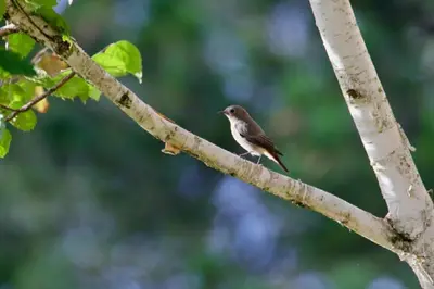 Animaux dans l'appartement ou à proximité