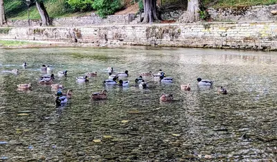 Animaux dans la maison de vacances ou à proximité