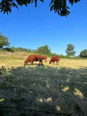 Animaux dans la maison de vacances ou à proximité