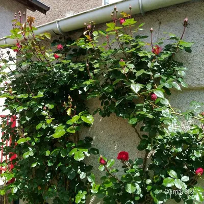 Jardin de l'établissement LE REFUGE DU DRAPEAU Maison avec 4 chambres proche du centre historique
