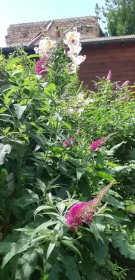 Jardin de l'établissement Bell'Accueil Chambres d'Hôtes Cluny