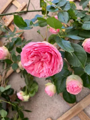 Jardin de l'établissement Le Divio - Homillesime