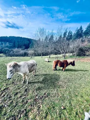 Animaux dans la maison de vacances ou à proximité