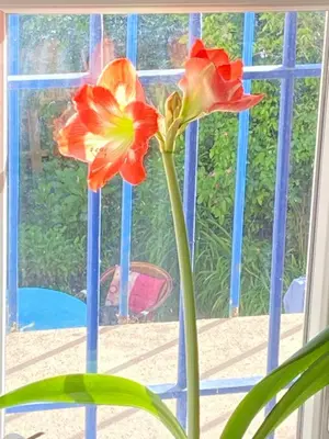 Jardin de l'établissement Haut de jardin dans une maison