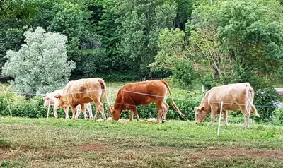 Animaux dans le B&B/chambre d'hôtes ou à proximité