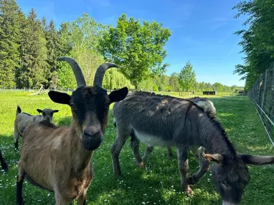 Animaux dans la maison de vacances ou à proximité