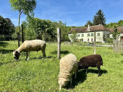 Animaux dans la maison de vacances ou à proximité