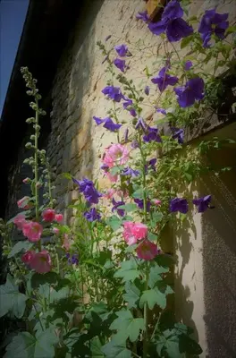 Jardin de l'établissement Atelier de l'Arbre-Lune