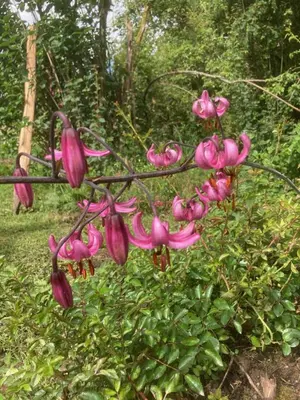 Jardin de l'établissement Le jardin secret