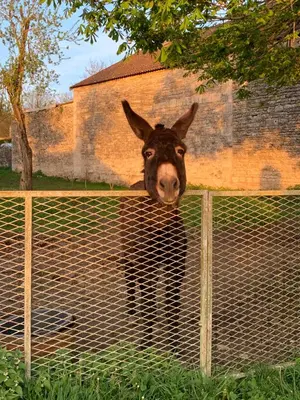 Animaux dans la maison de vacances ou à proximité