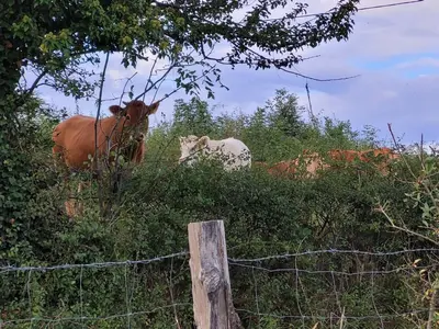 Animaux dans le B&B/chambre d'hôtes ou à proximité