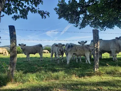 Animaux dans le B&B/chambre d'hôtes ou à proximité