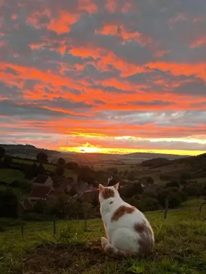 Animal ou animaux domestique(s) séjournant avec des clients dans l'établissement La petite maison dans la campagne