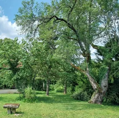 Jardin de l'établissement Magical Mellecey