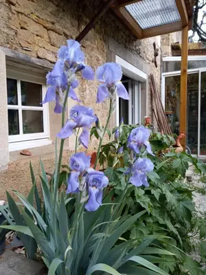 Jardin de l'établissement Gite meublé 6 personnes 2 étoiles Haute Cote d'or Proche des merveilles touristiques