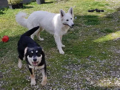 Animal ou animaux domestique(s) séjournant avec des clients dans l'établissement Le Chateau
