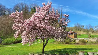 Jardin de l'établissement L'Atelier