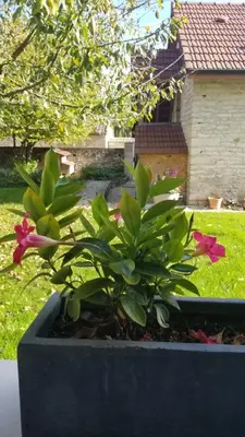 Jardin de l'établissement Gîte du Ka'lao