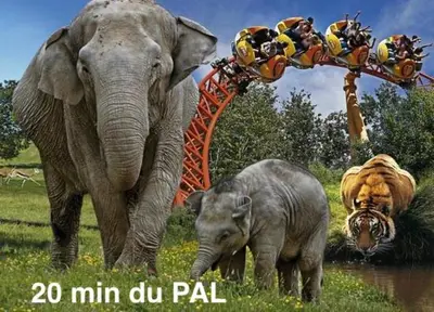 Animaux dans l'appartement ou à proximité