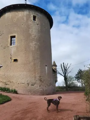 Animal ou animaux domestique(s) séjournant avec des clients dans l'établissement la tour de garde