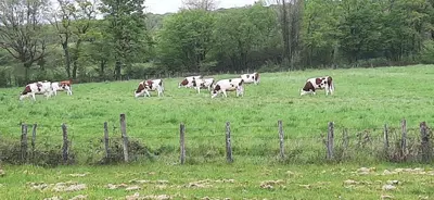 Animaux dans la maison de vacances ou à proximité