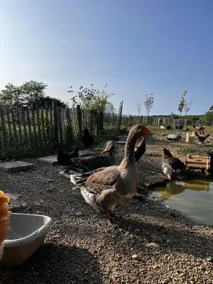 Animaux dans la maison de vacances ou à proximité