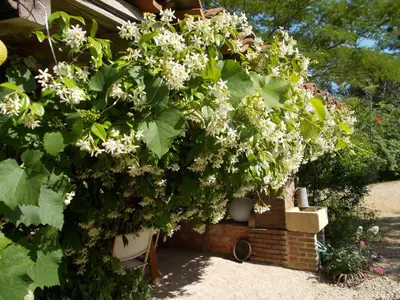 Jardin de l'établissement La Cassinette