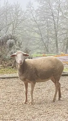 Animaux dans le B&B/chambre d'hôtes ou à proximité