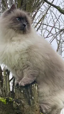 Animal ou animaux domestique(s) séjournant avec des clients dans l'établissement chambre d hôtes Ferme Bressane la barcarolle