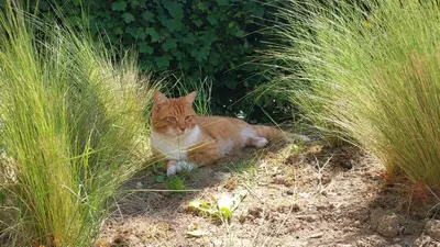 Animal ou animaux domestique(s) séjournant avec des clients dans l'établissement Gîte Domaine Taureau