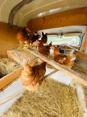 Animaux dans la maison de vacances ou à proximité