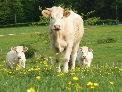 Animaux dans la ferme ou à proximité