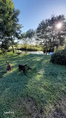 Animal ou animaux domestique(s) séjournant avec des clients dans l'établissement La roulotte au bord de l'étang