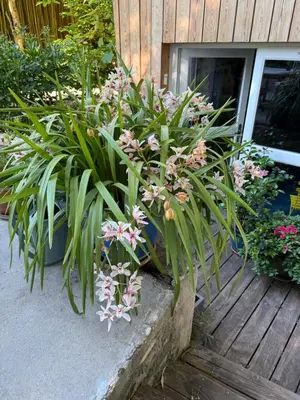 Jardin de l'établissement B&B Au Pain Quotidien