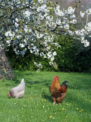 Animaux dans le B&B/chambre d'hôtes ou à proximité