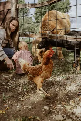 Animaux dans l'appartement ou à proximité