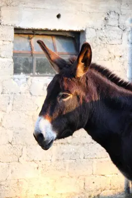 Animaux dans l'appartement ou à proximité