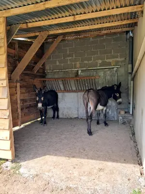 Animaux dans la maison de vacances ou à proximité