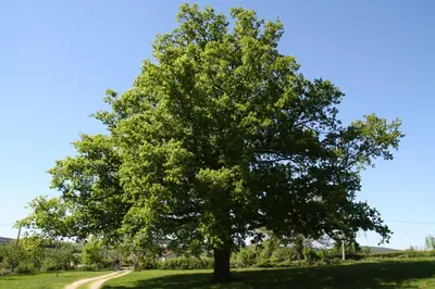Plan de l'établissement La Grange de La Ferdière