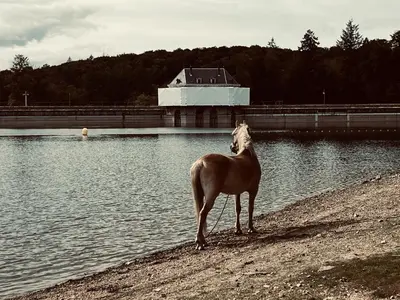 Animaux dans la maison d'hôtes ou à proximité