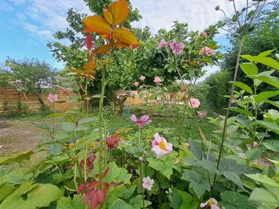 Jardin de l'établissement Maison spacieuse climatisée, spa et pétanque pour 6 pers