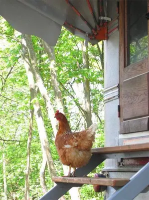 Animaux dans le B&B/chambre d'hôtes ou à proximité