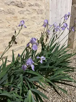 Jardin de l'établissement Le petit chez soi - my sweet home in Gevrey-Chambertin