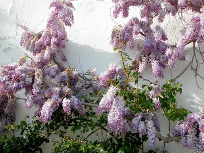 Jardin de l'établissement La Ruelle au Verjus