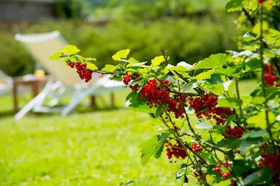 Jardin de l'établissement Le Logis D'Azé