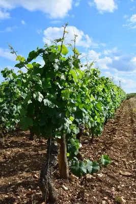 Jardin de l'établissement la route des vins