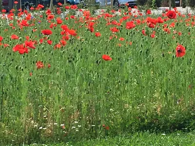 Jardin de l'établissement La Maison du Clos du Roi