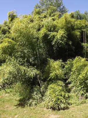Jardin de l'établissement le chalet