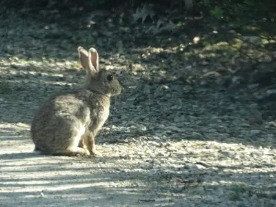 Animaux dans le chalet ou à proximité